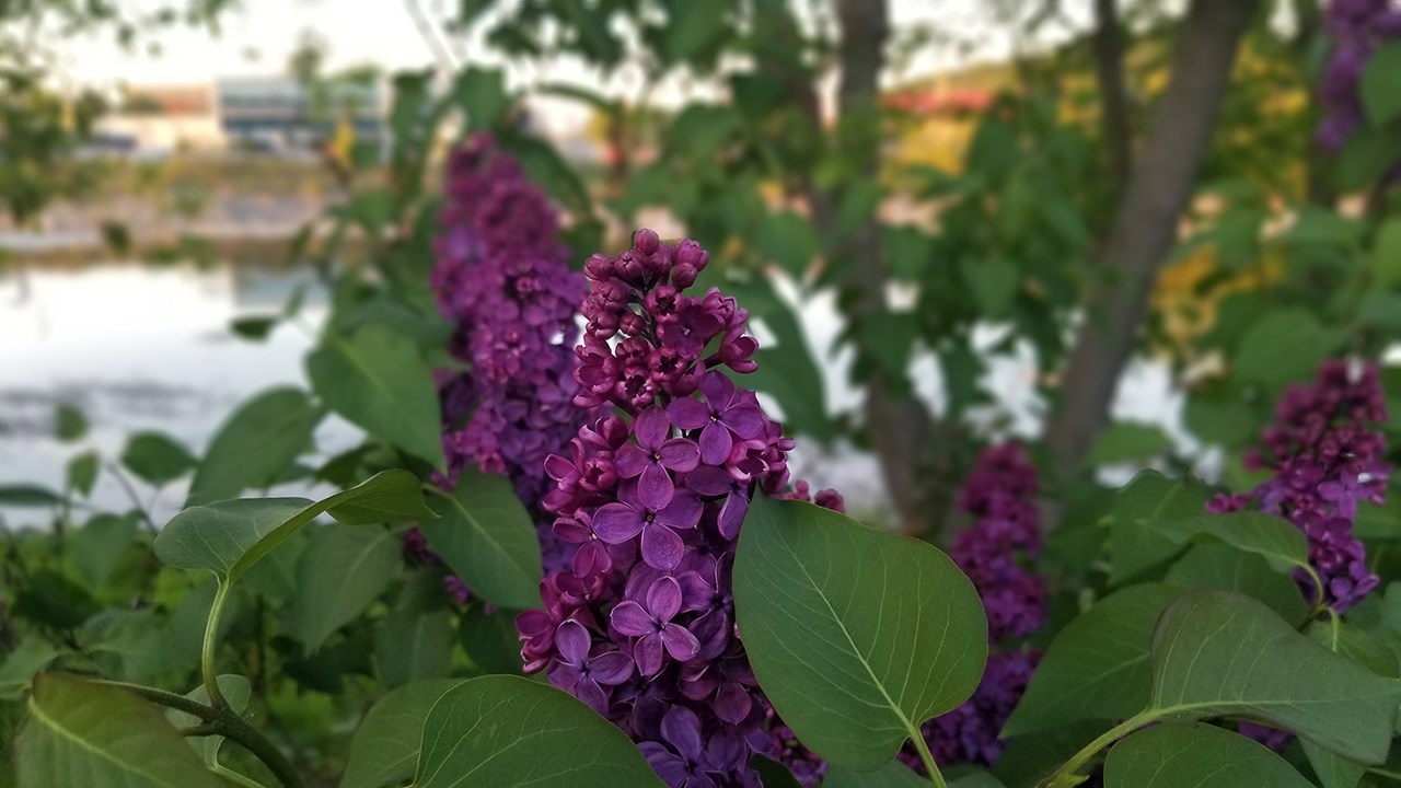 Une grande variété de Lilas à la Fête des parfums