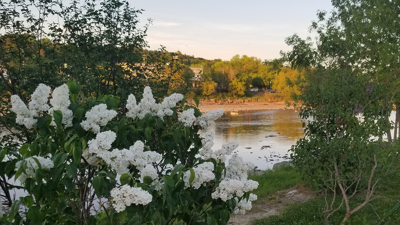 Une grande variété de Lilas à la Fête des parfums
