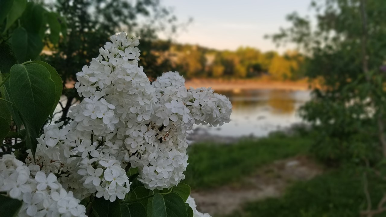 Une grande variété de Lilas à la Fête des parfums