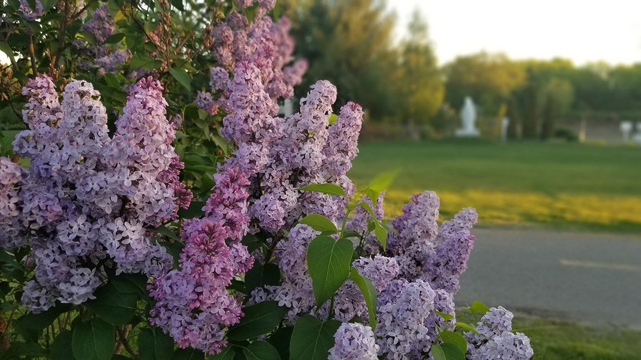 Une grande variété de Lilas à la Fête des parfums