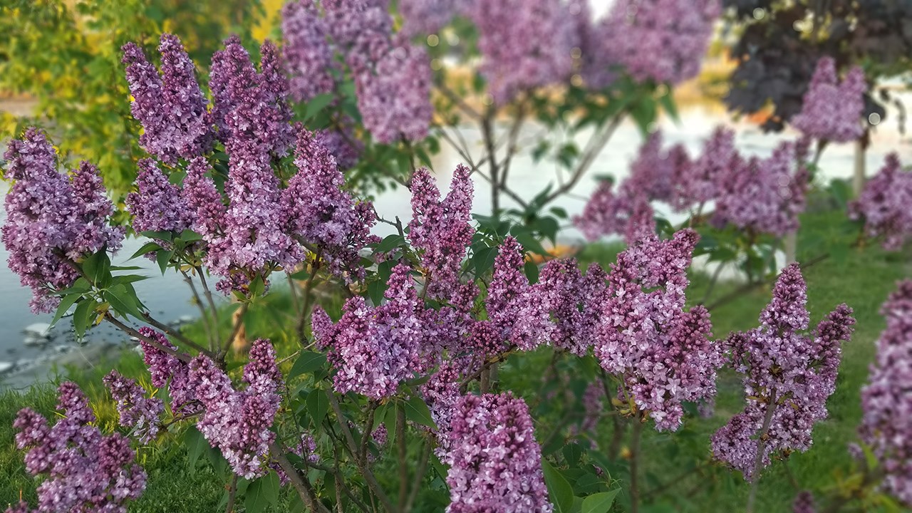 Une grande variété de Lilas à la Fête des parfums