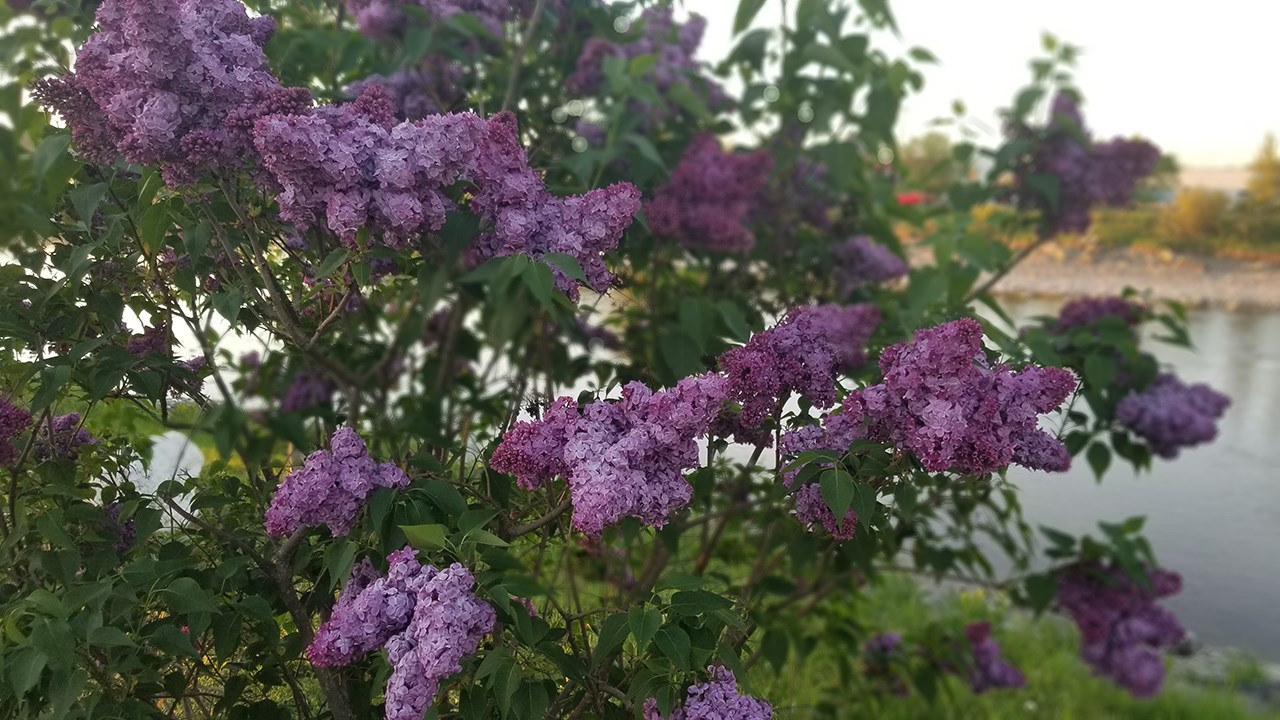 Une grande variété de Lilas à la Fête des parfums