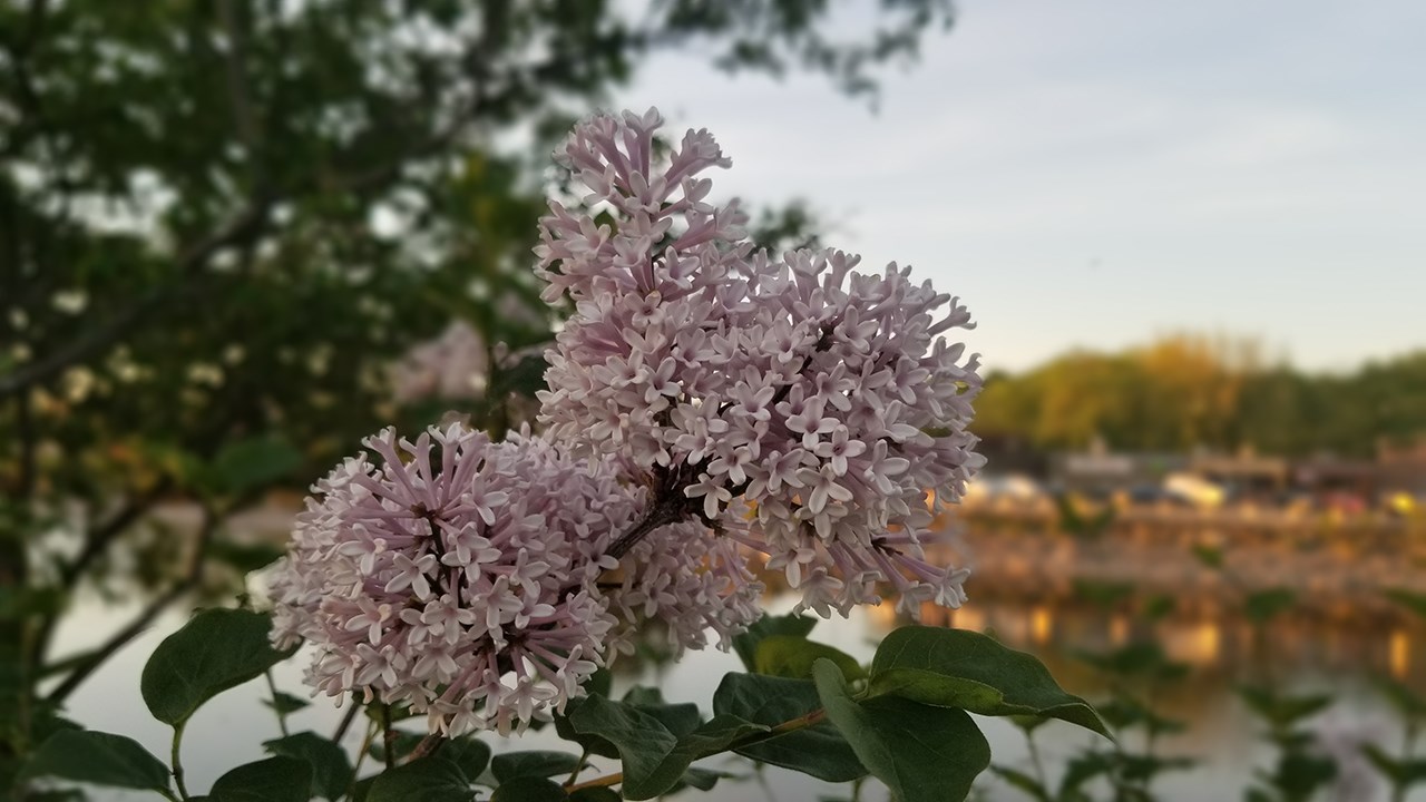Une grande variété de Lilas à la Fête des parfums