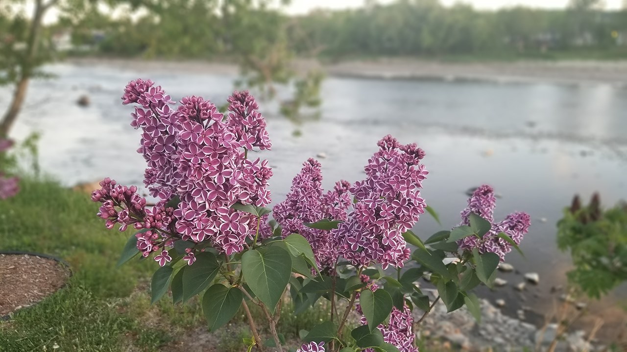 Une grande variété de Lilas à la Fête des parfums