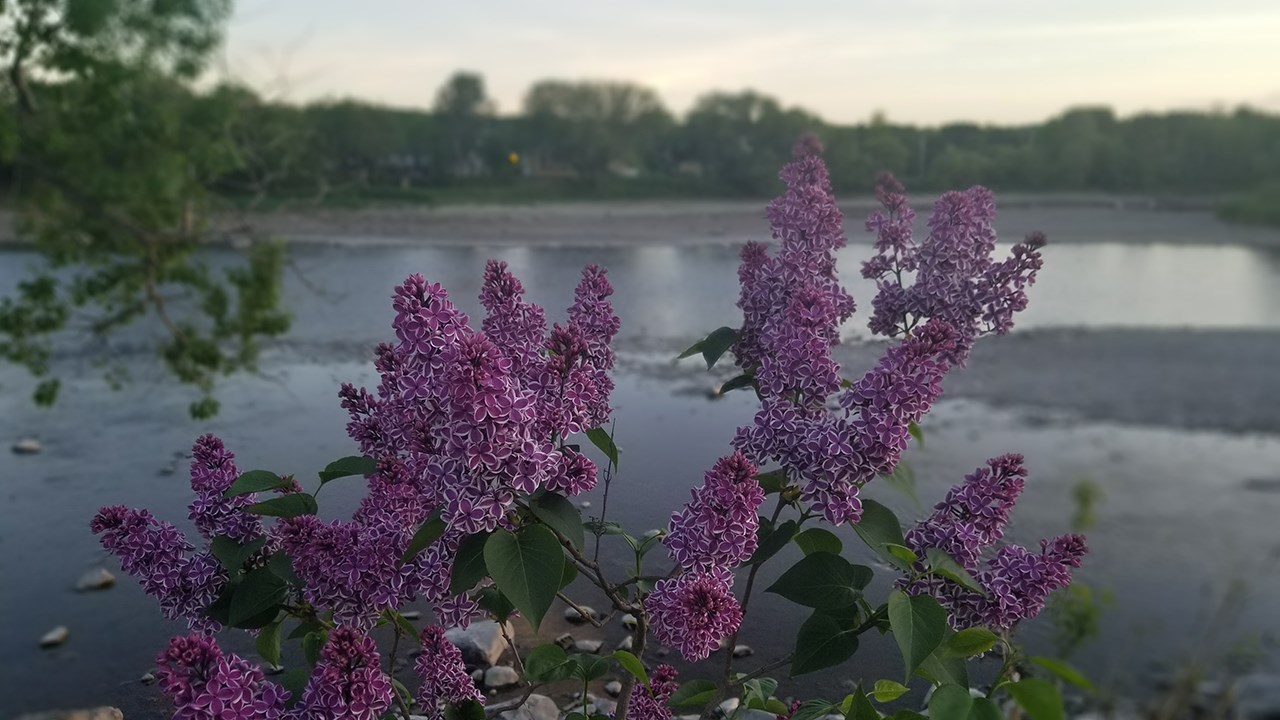 Une grande variété de Lilas à la Fête des parfums