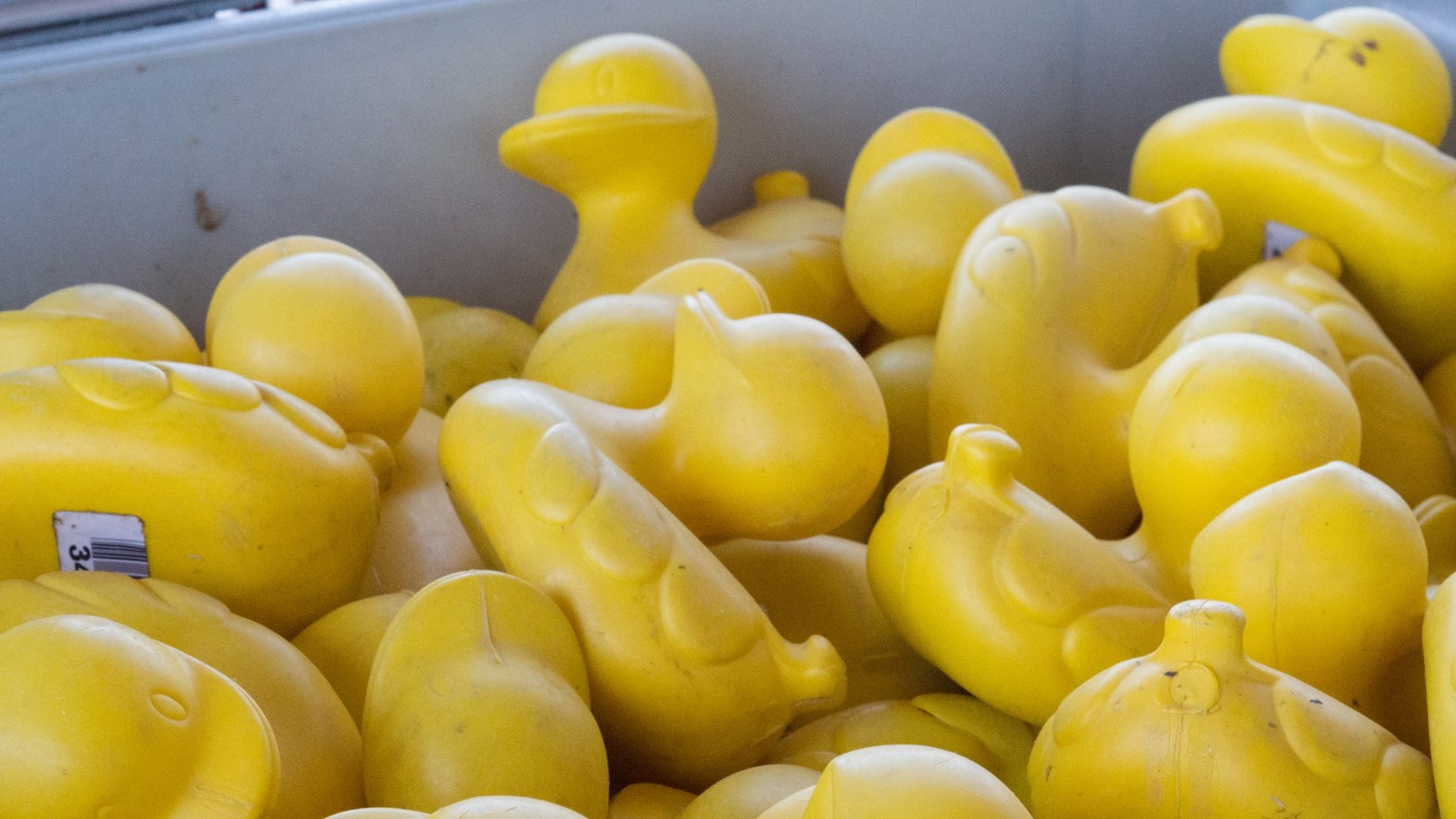 Près de 4000 canards jaunes descendent la rivière Chaudière