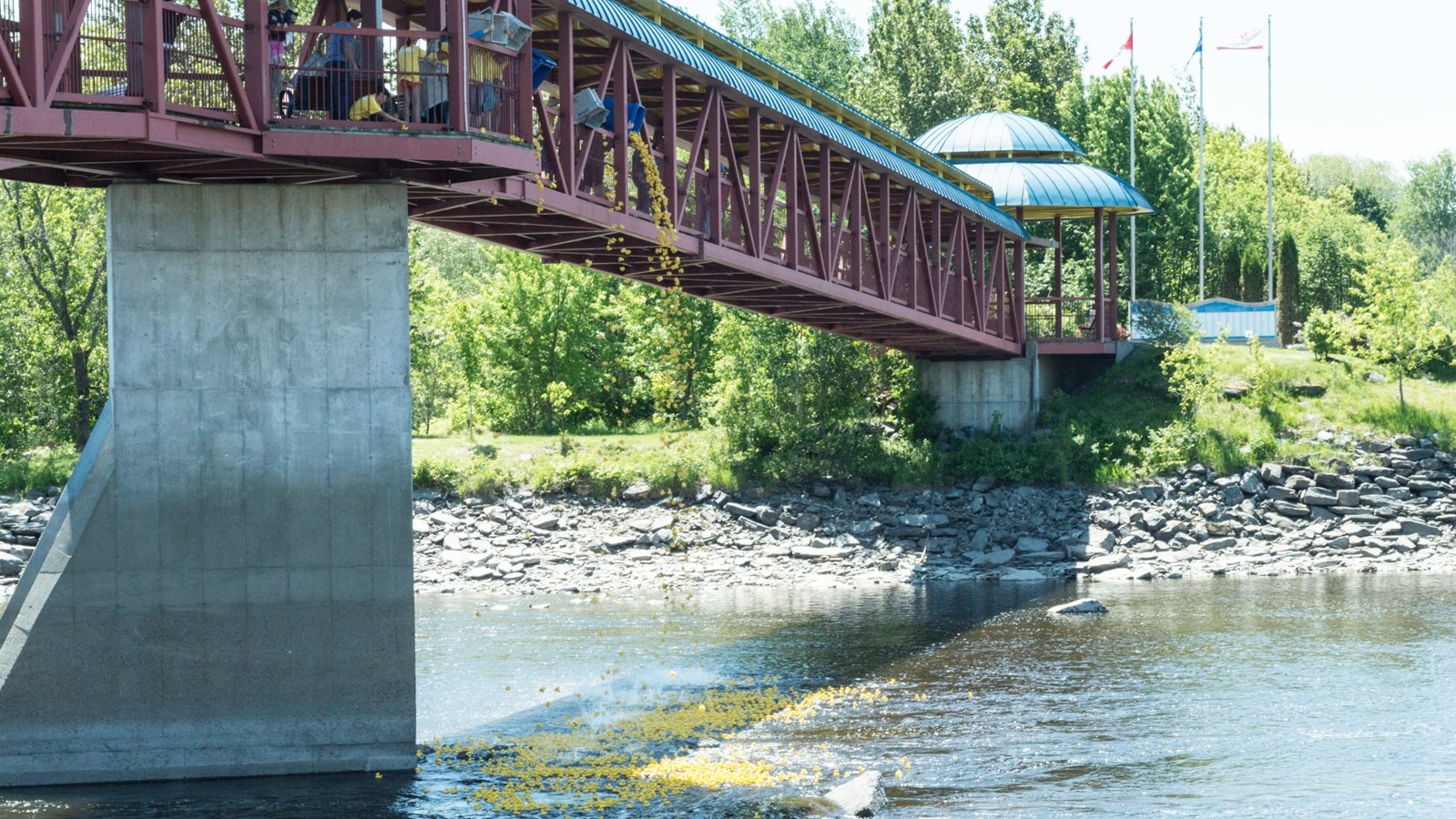 Près de 4000 canards jaunes descendent la rivière Chaudière