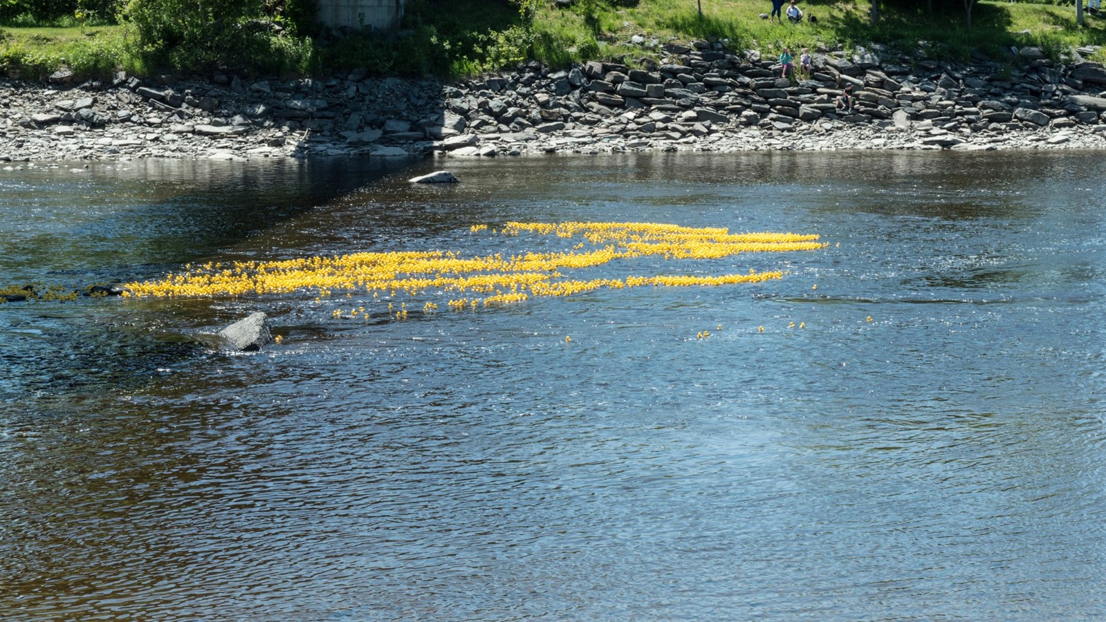 Près de 4000 canards jaunes descendent la rivière Chaudière