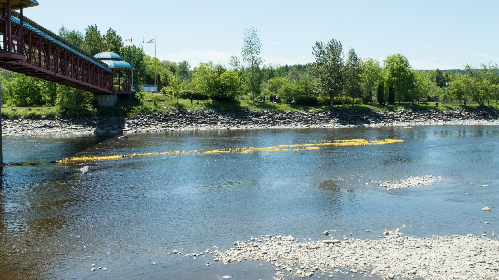 Près de 4000 canards jaunes descendent la rivière Chaudière