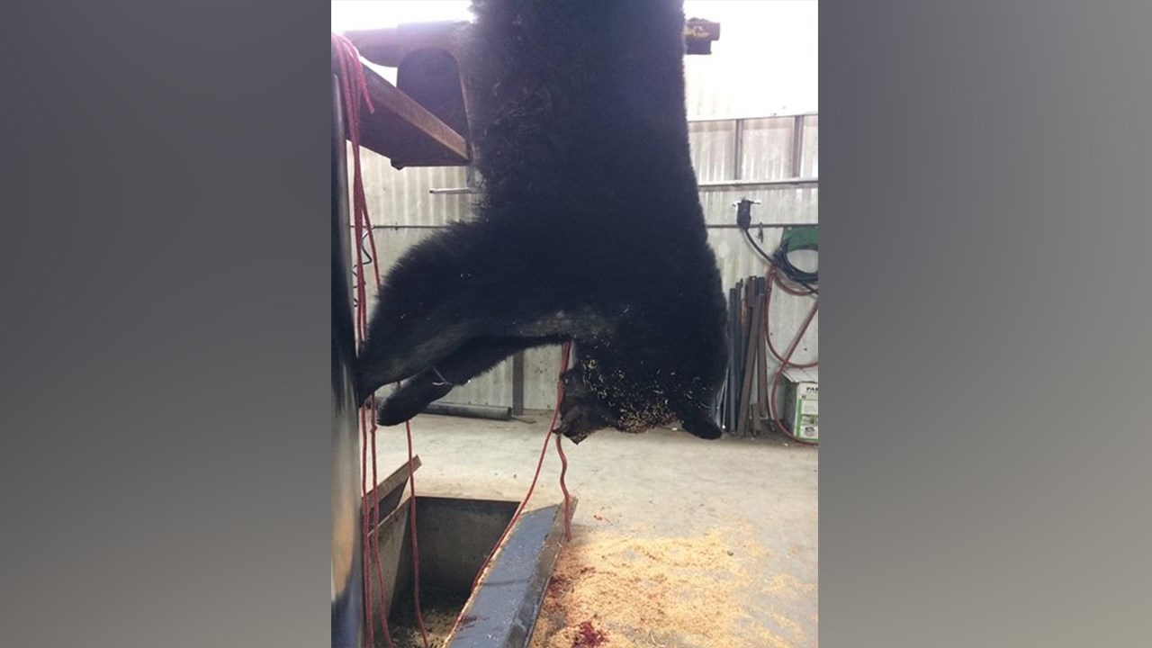 Une jeune femme de la Beauce tue un ours noir de 300 lbs