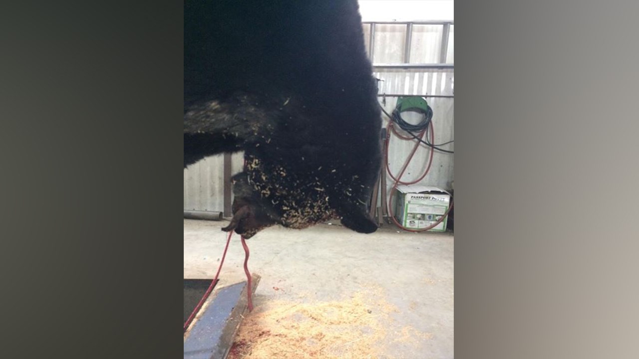 Une jeune femme de la Beauce tue un ours noir de 300 lbs