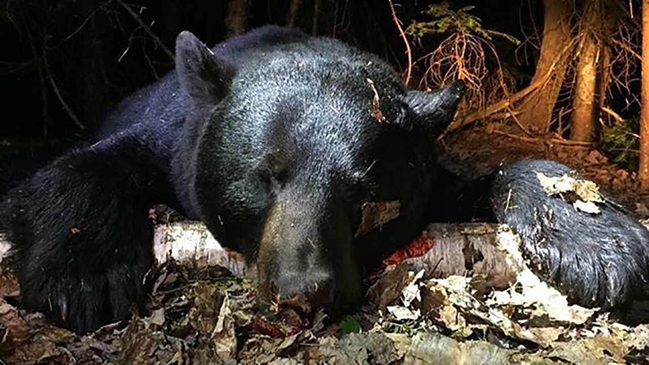 Une jeune femme de la Beauce tue un ours noir de 300 lbs