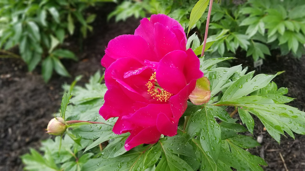 Des pivoines de toutes les couleurs au parc Veilleux