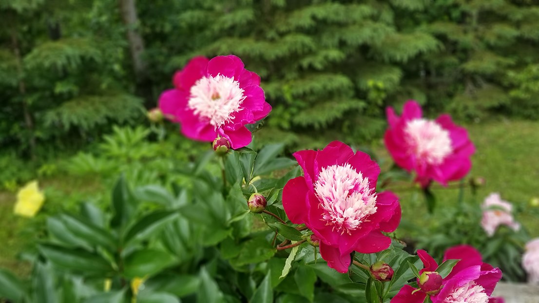 Des pivoines de toutes les couleurs au parc Veilleux