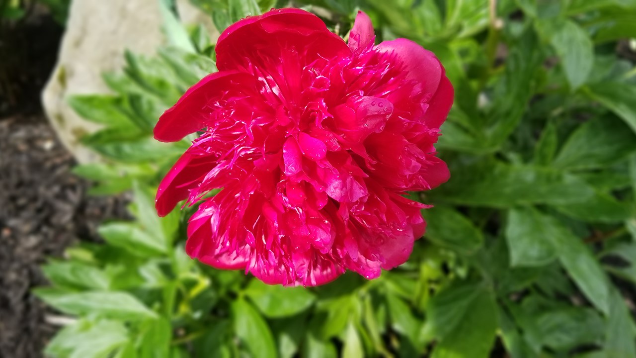Des pivoines de toutes les couleurs au parc Veilleux