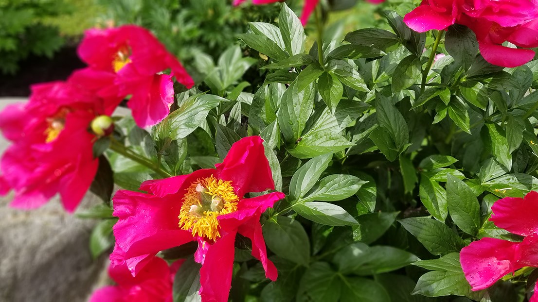 Des pivoines de toutes les couleurs au parc Veilleux