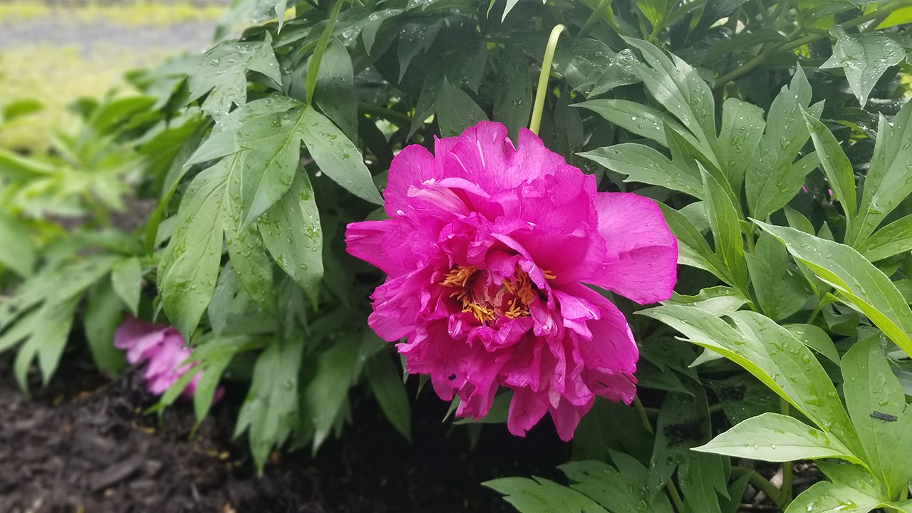 Des pivoines de toutes les couleurs au parc Veilleux