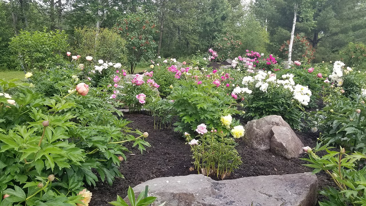 Des pivoines de toutes les couleurs au parc Veilleux