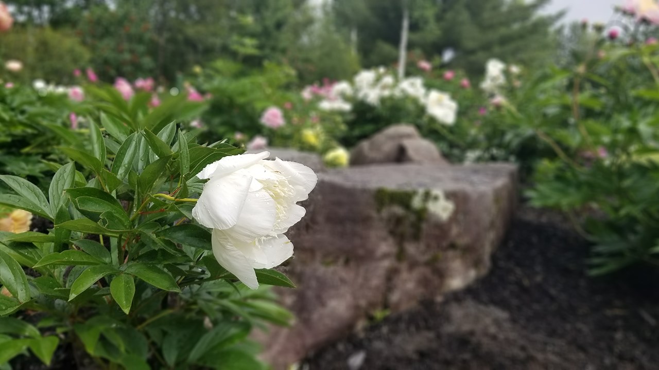 Des pivoines de toutes les couleurs au parc Veilleux