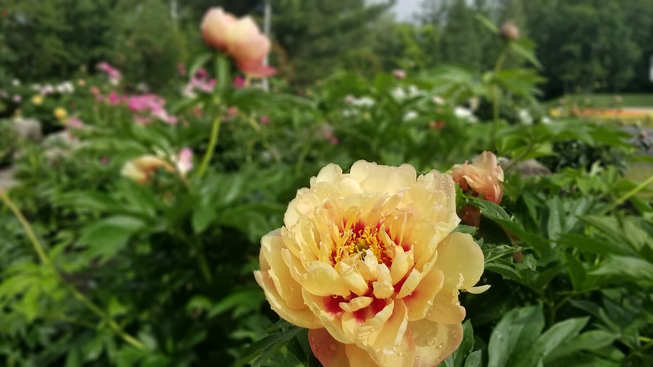 Des pivoines de toutes les couleurs au parc Veilleux