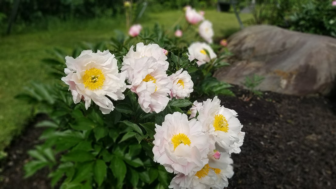 Des pivoines de toutes les couleurs au parc Veilleux