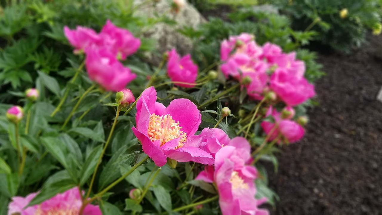 Des pivoines de toutes les couleurs au parc Veilleux