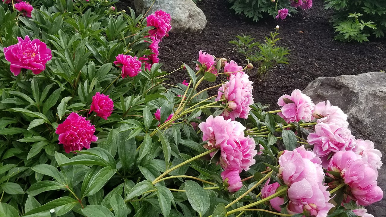 Des pivoines de toutes les couleurs au parc Veilleux