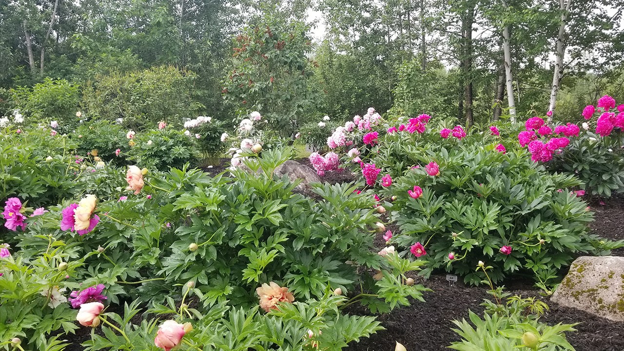 Des pivoines de toutes les couleurs au parc Veilleux