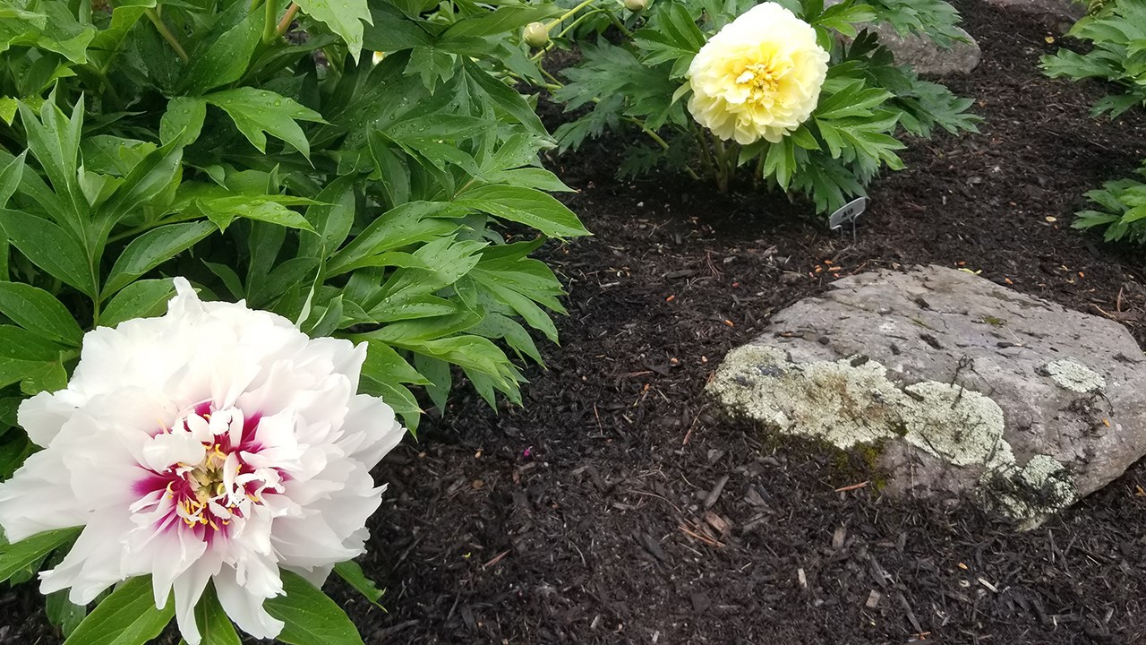 Des pivoines de toutes les couleurs au parc Veilleux