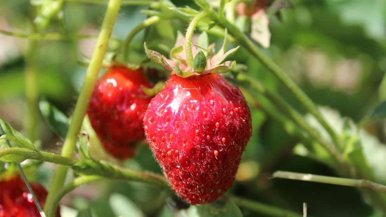 La saison des petits fruits est lancée en Chaudière-Appalaches