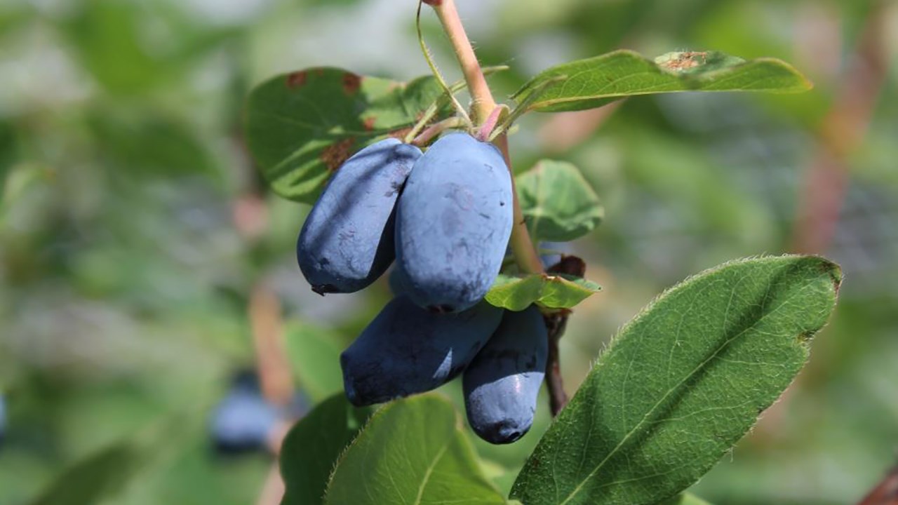 La saison des petits fruits est lancée en Chaudière-Appalaches