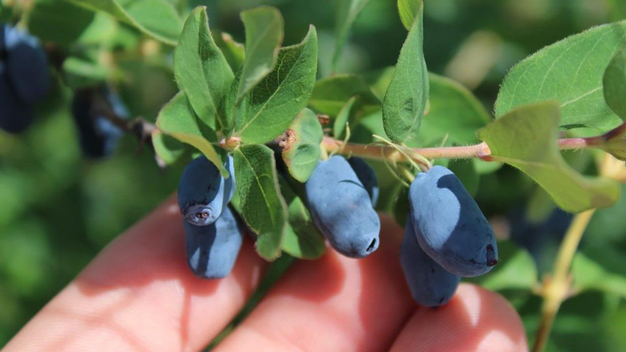 La saison des petits fruits est lancée en Chaudière-Appalaches