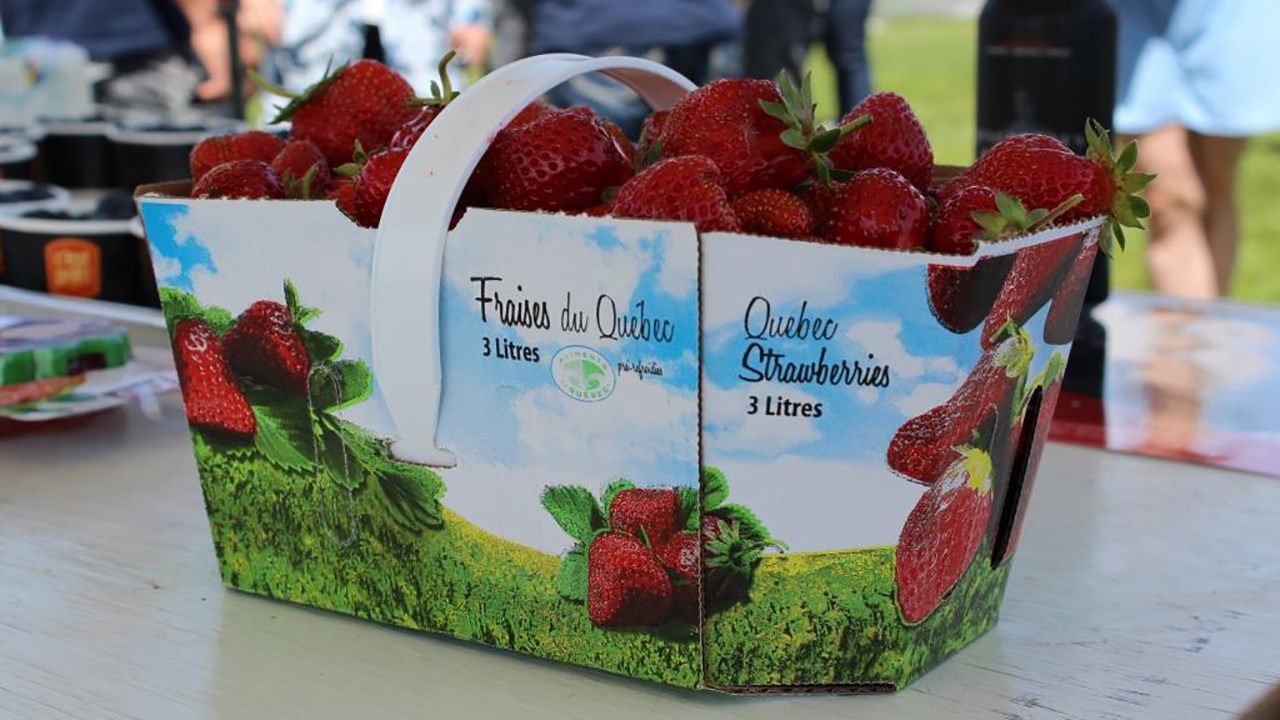 La saison des petits fruits est lancée en Chaudière-Appalaches