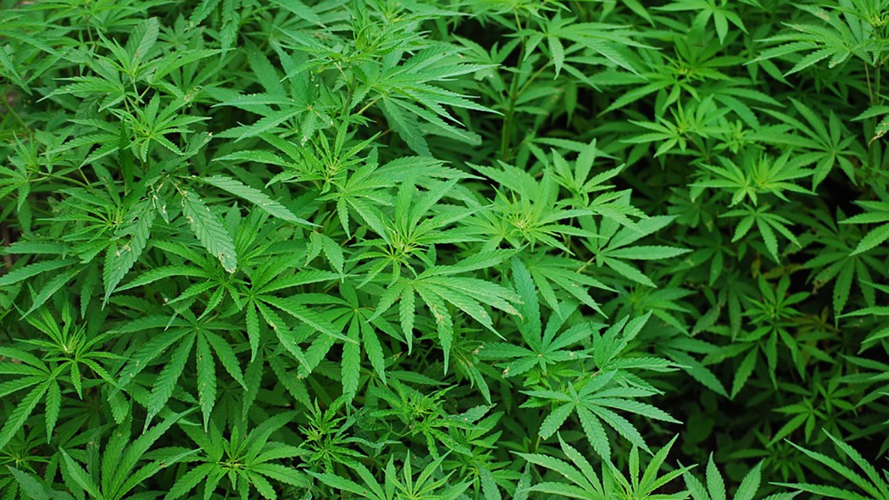 Une boutique de cannabis dans Chaudière-Appalaches dès octobre