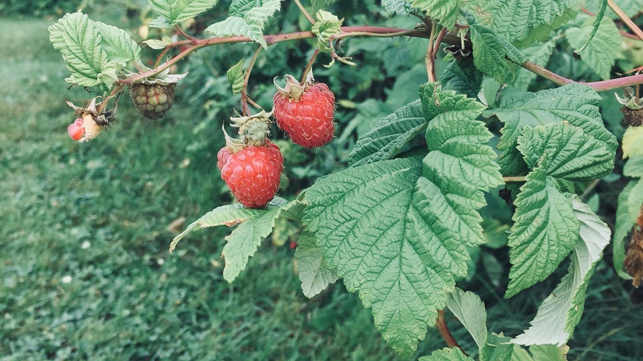 Une année dans la moyenne pour les producteurs de framboises