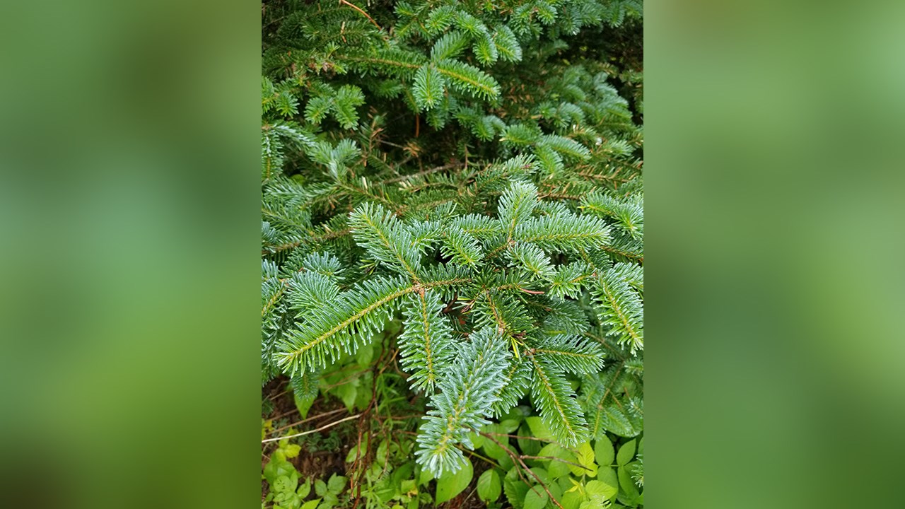 Un Beauceron tire le bilan de sa carrière dans la culture de sapins