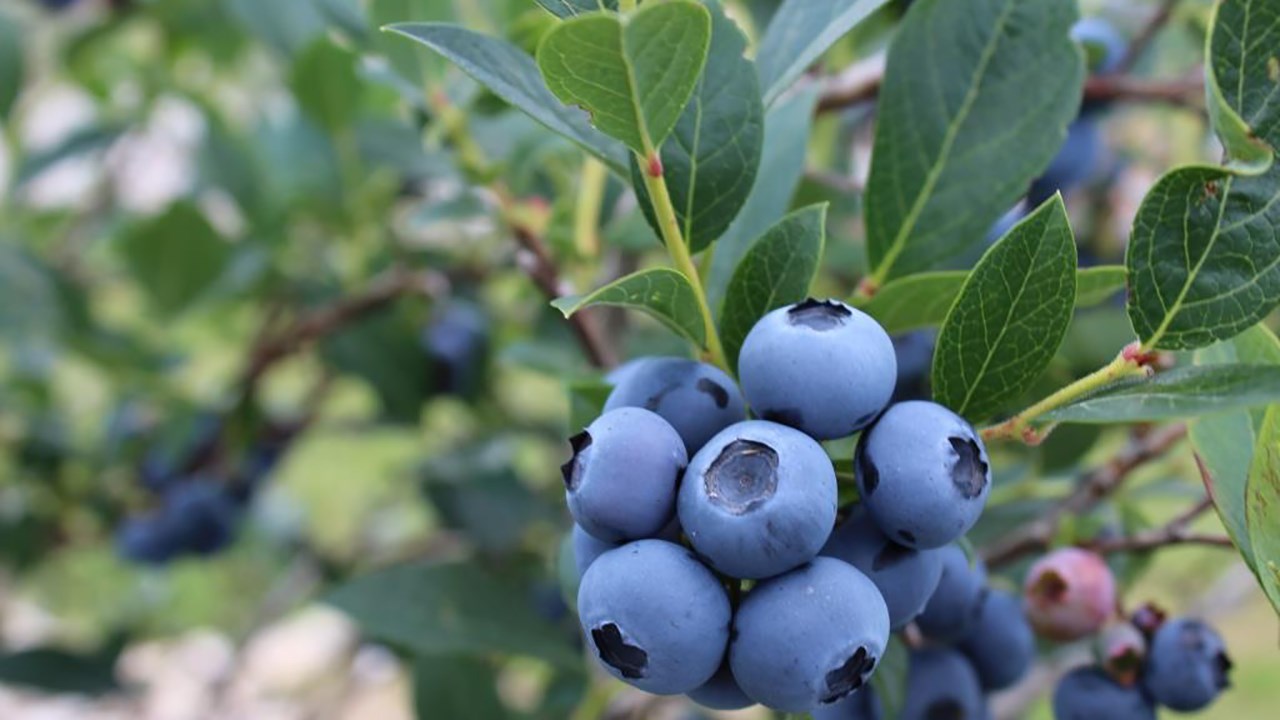 La saison des bleuets est lancée en Chaudière-Appalaches