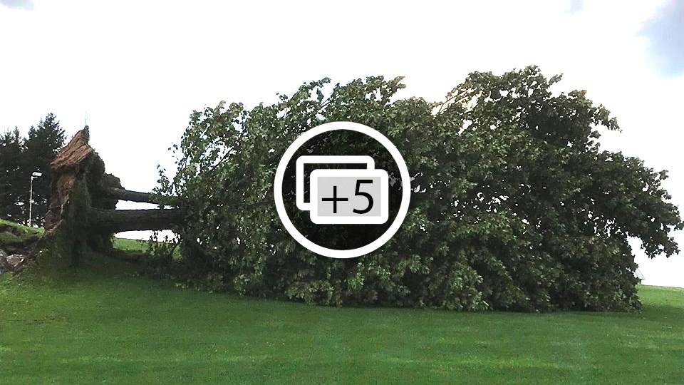 EN BREF | Plusieurs arbres renversés au golf du Moulin à St-Benoît