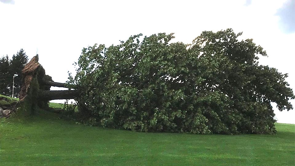 EN BREF | Plusieurs arbres renversés au golf du Moulin à St-Benoît