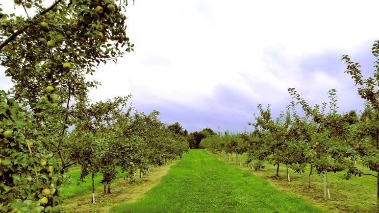 Une campagne pour promouvoir la cueillette de fruits dans la région