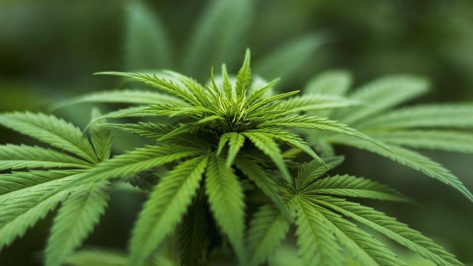 Marijuana illégale : les autorités saisissent des dizaines de plants en Beauce