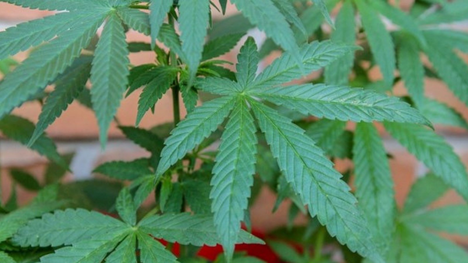 Cannabis : les propriétaires ont jusqu'au 15 janvier pour modifier le bail