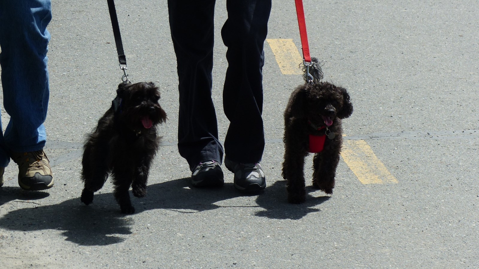 Chats et chiens : les propriétaires pourront renouveler les médailles