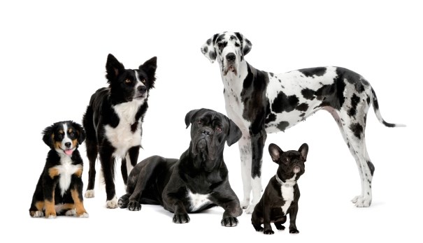 Comment adopter la bonne race de chien pour soi?