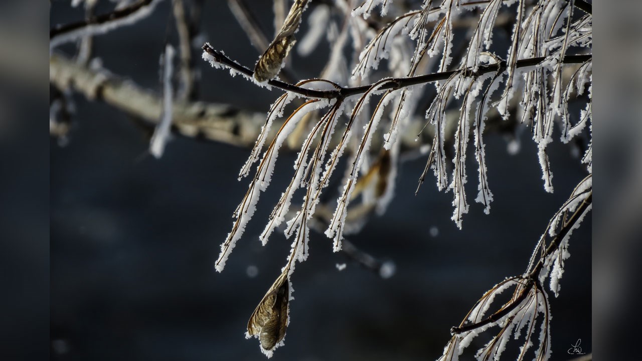 « Sous l'oeil de l'hiver », promenade Redmond