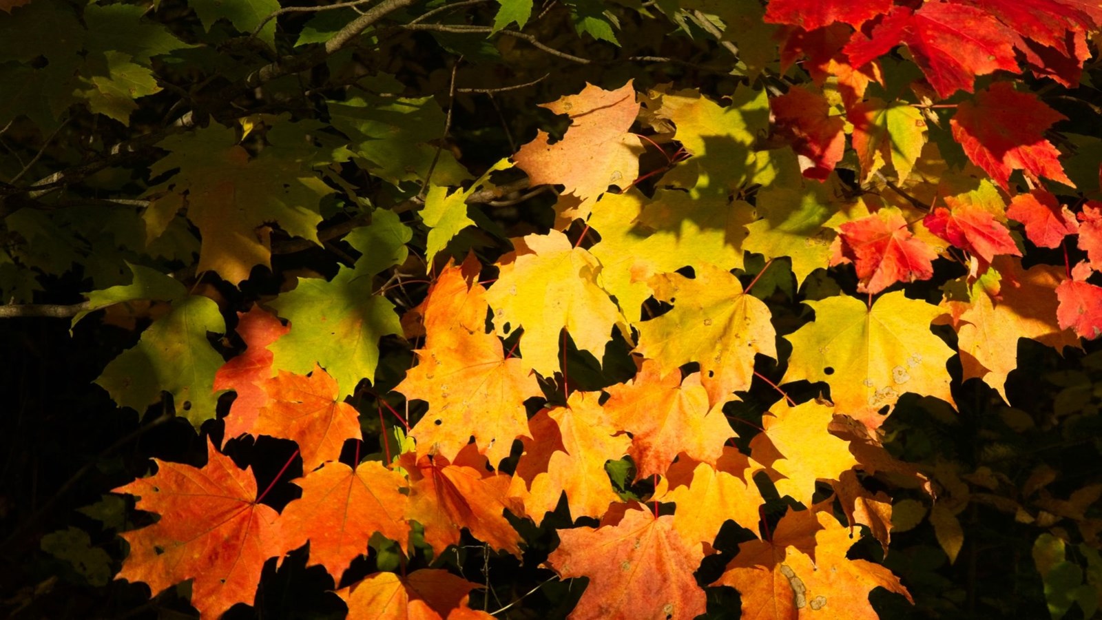 Feuilles automnales
