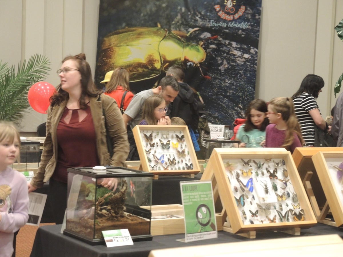 Un premier Festival des insectes présenté au Georgesville