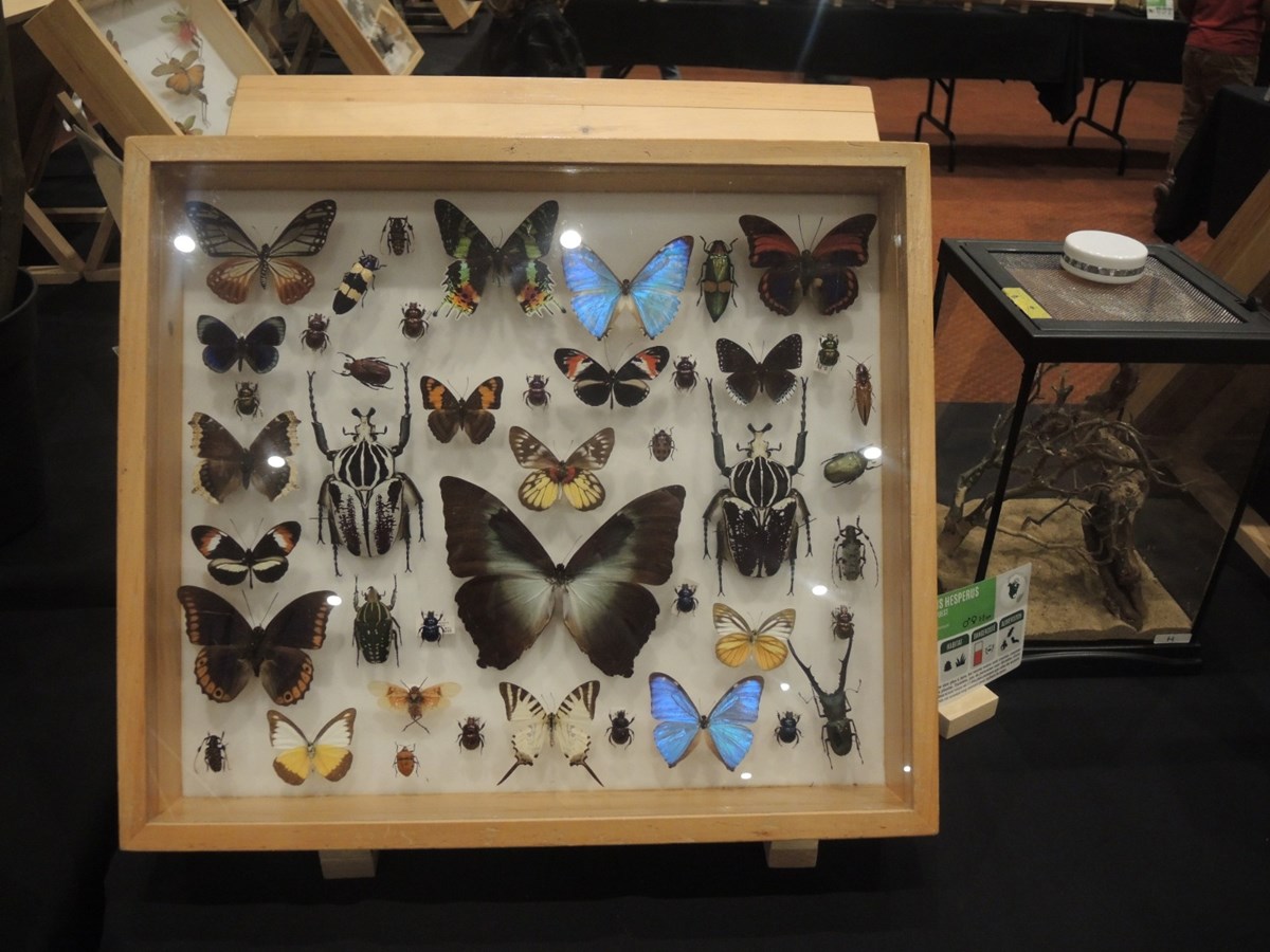 Un premier Festival des insectes présenté au Georgesville