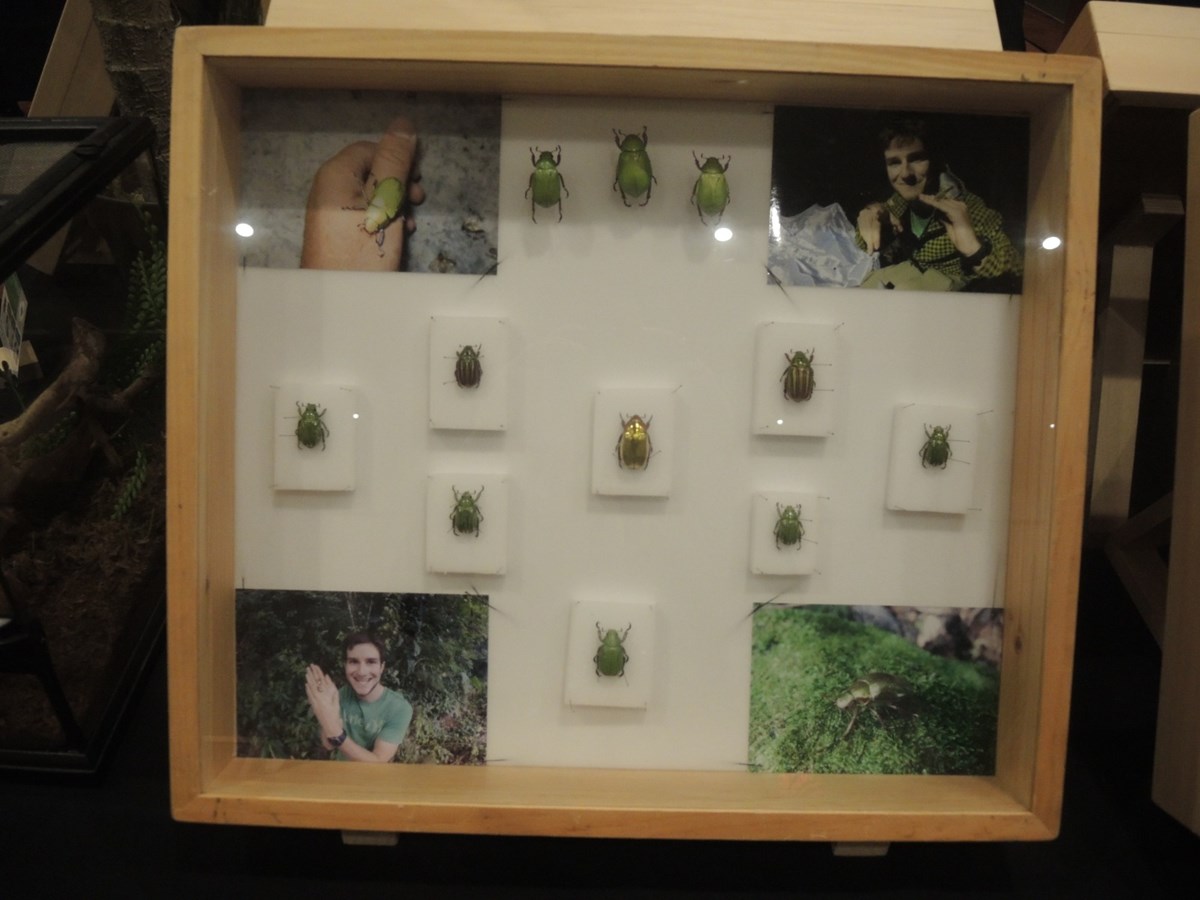 Un premier Festival des insectes présenté au Georgesville