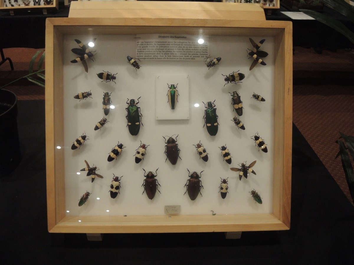 Un premier Festival des insectes présenté au Georgesville